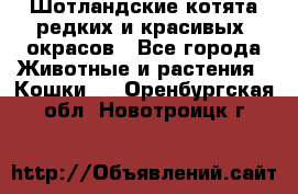 Шотландские котята редких и красивых  окрасов - Все города Животные и растения » Кошки   . Оренбургская обл.,Новотроицк г.